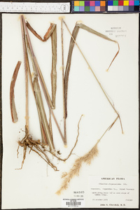 Saccharum alopecuroides image