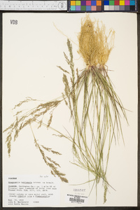 Eragrostis bahiensis image