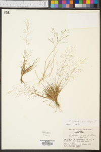 Eragrostis frankii image