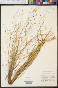 Eragrostis elliottii image