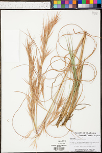 Andropogon stolonifer image