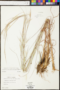 Andropogon stolonifer image