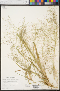 Eragrostis intermedia image