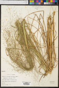 Eragrostis intermedia image