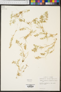 Eragrostis hypnoides image