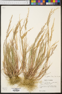 Eragrostis pilosa image