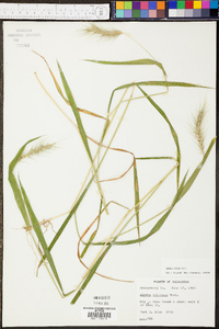 Elymus villosus image