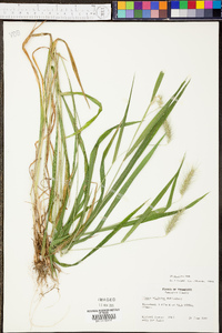 Elymus villosus image