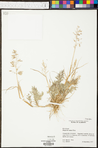 Eragrostis minor image