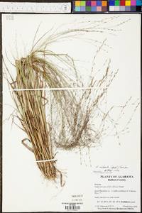 Eragrostis refracta image