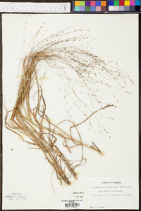 Eragrostis refracta image
