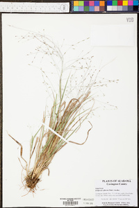 Eragrostis refracta image