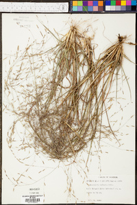 Eragrostis refracta image