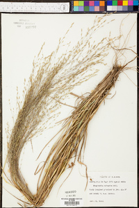 Eragrostis refracta image