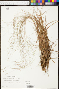 Eragrostis refracta image