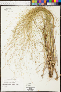 Eragrostis refracta image