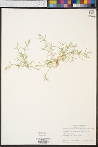 Eragrostis hypnoides image