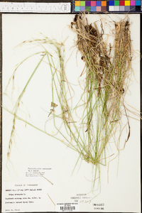 Phyllostachys nigra image