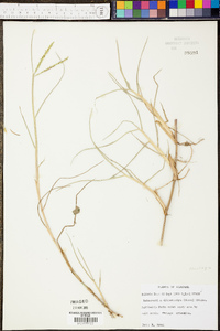 Reimarochloa oligostachya image