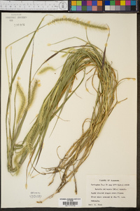 Setaria corrugata image