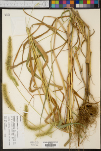 Setaria faberi image