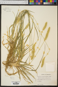 Pennisetum glaucum image