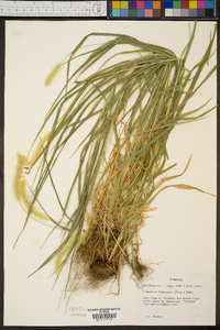 Pennisetum glaucum image