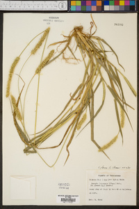 Pennisetum glaucum image