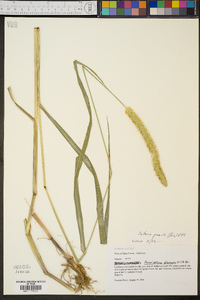 Setaria pumila image