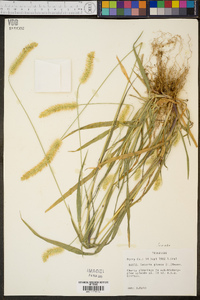 Pennisetum glaucum image