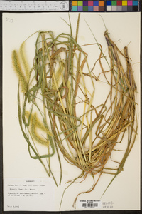 Pennisetum glaucum image