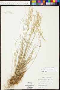 Sphenopholis filiformis image