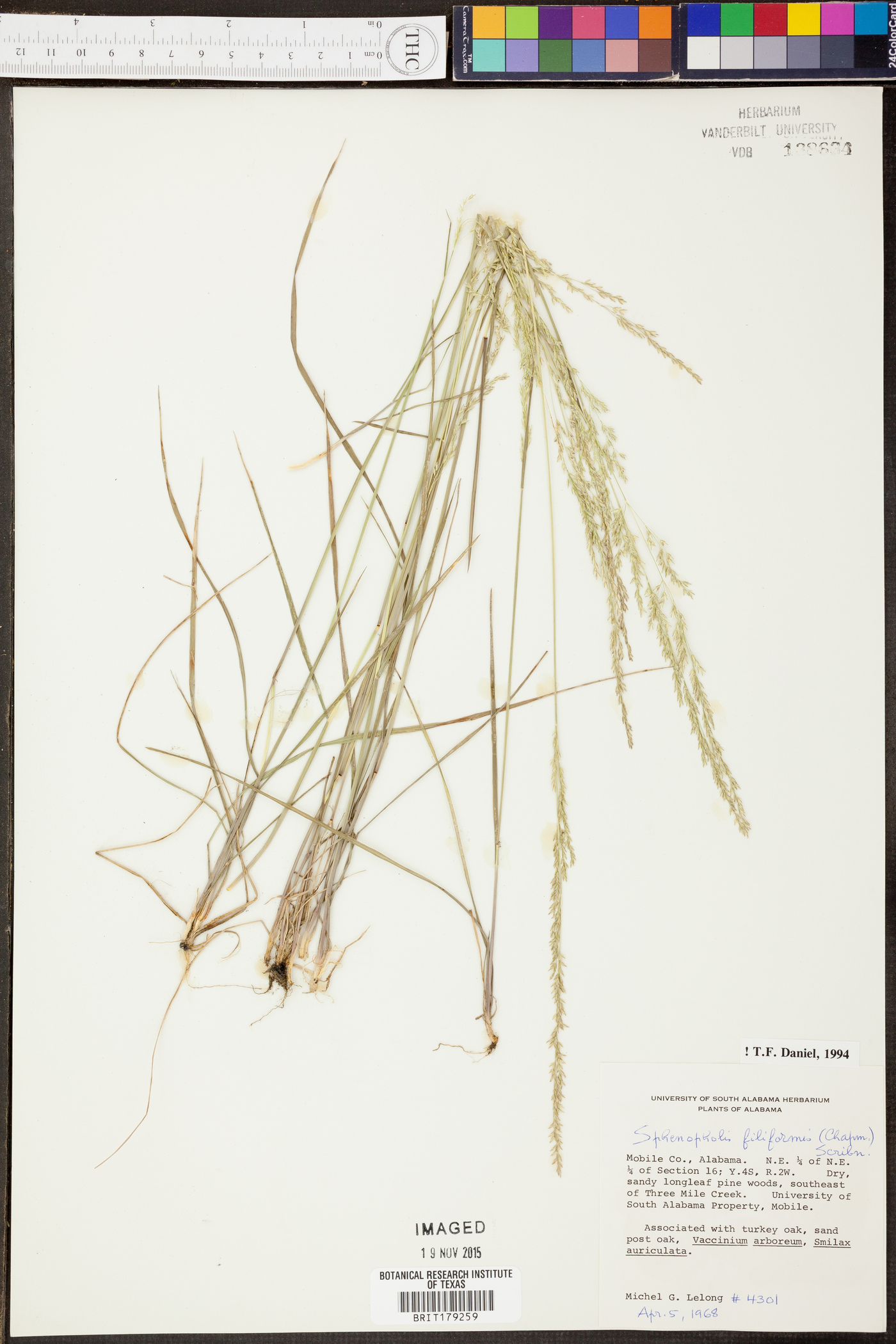 Sphenopholis filiformis image