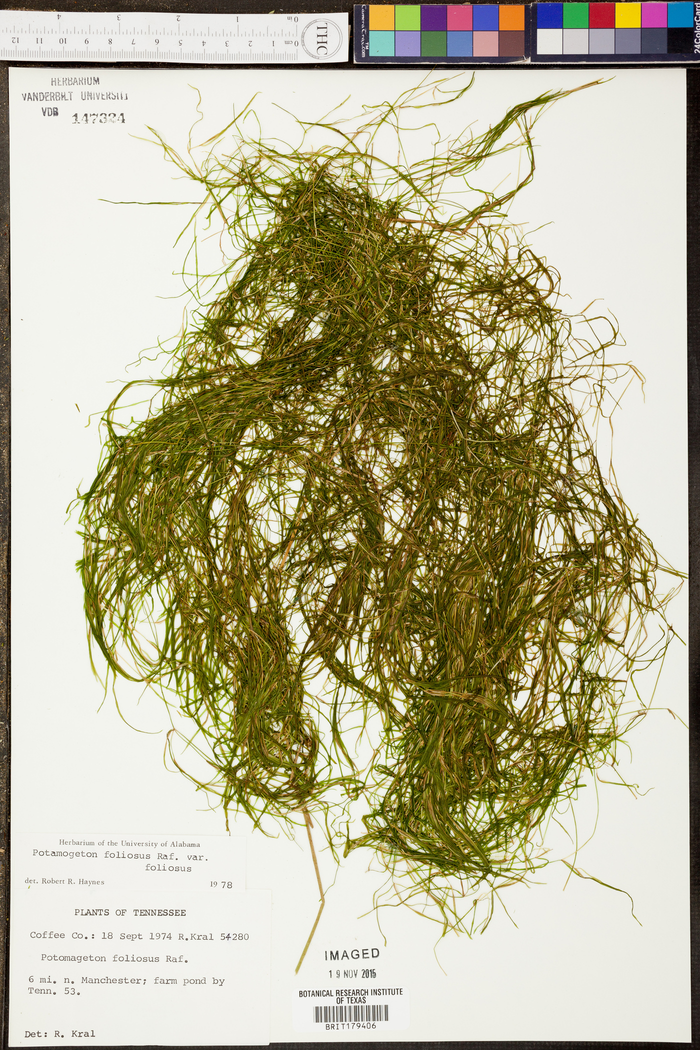 Potamogeton foliosus var. foliosus image