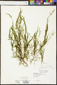 Potamogeton foliosus var. foliosus image