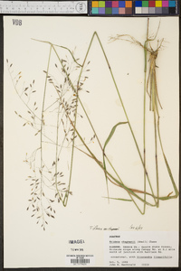 Tridens flavus var. chapmanii image