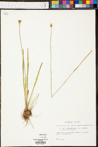 Xyris difformis image