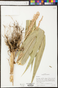 Zea mays image