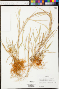 Urochloa platyphylla image