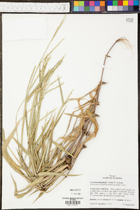 Urochloa platyphylla image