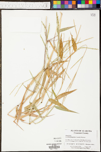 Urochloa platyphylla image