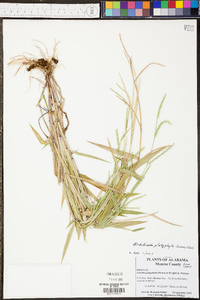 Urochloa platyphylla image