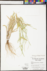 Urochloa platyphylla image