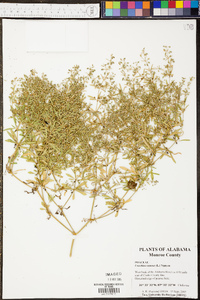 Urochloa ramosa image