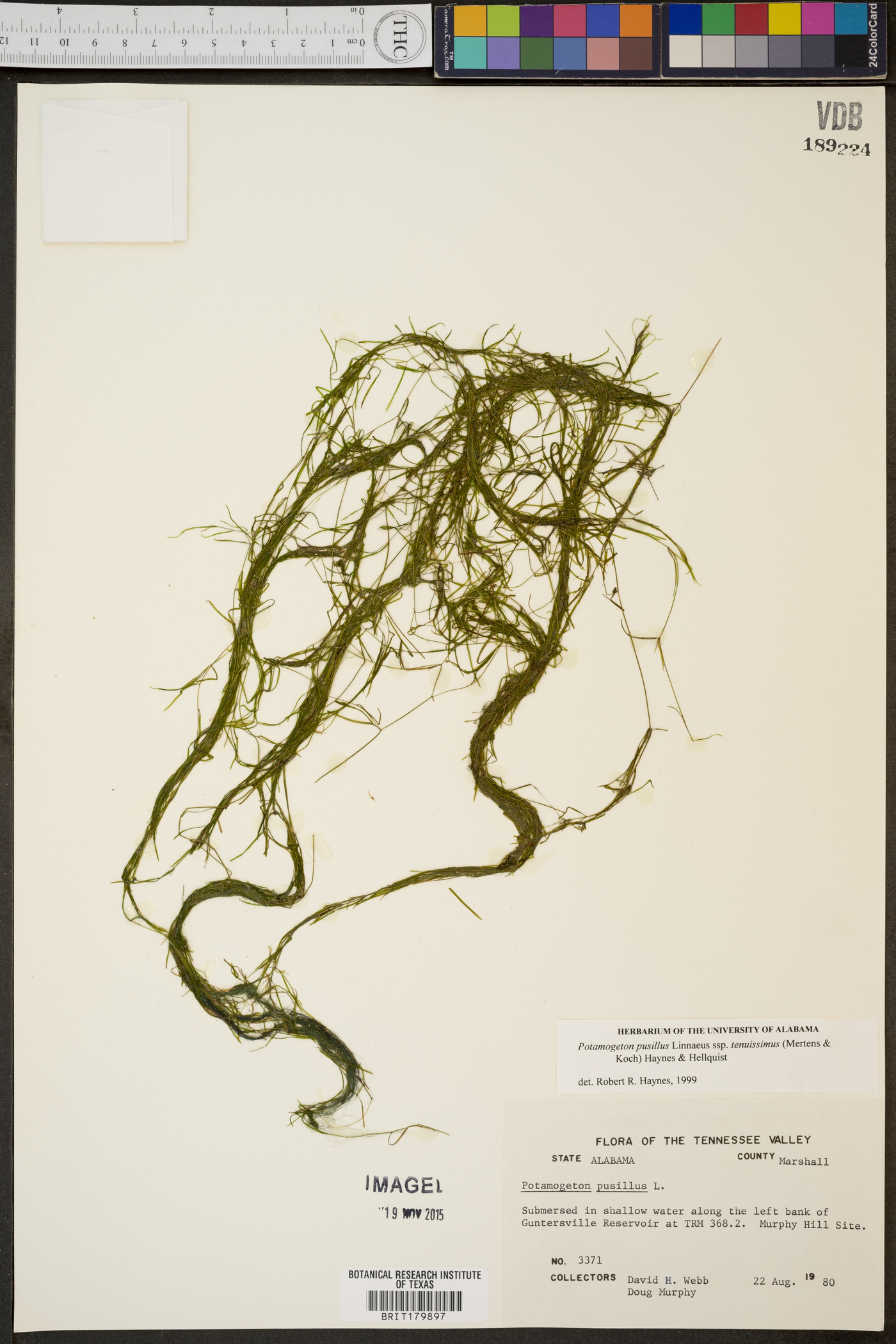 Potamogeton berchtoldii subsp. berchtoldii image