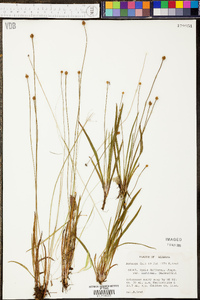 Xyris difformis var. curtissii image