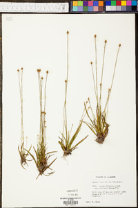 Xyris difformis var. curtissii image