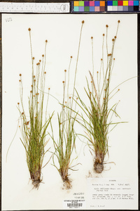 Xyris difformis var. curtissii image