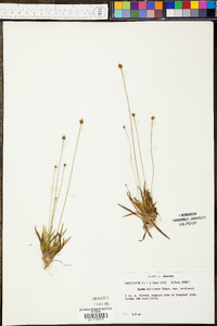 Xyris difformis var. curtissii image