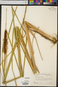 Typha angustifolia image